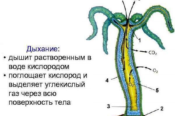 Кракен зеркало москва